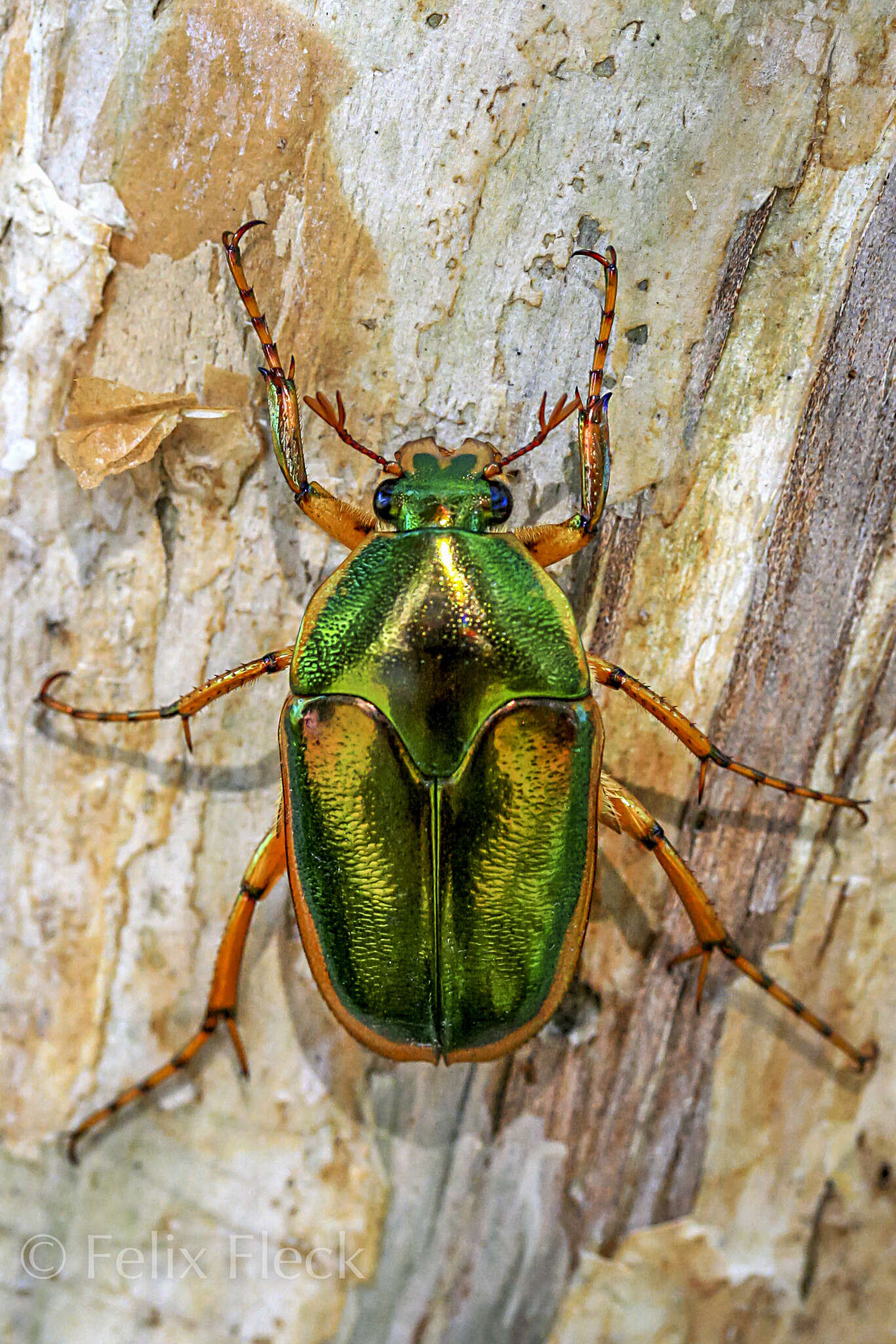 Imagem de Mycterophallus duboulayi (Thomson 1878)