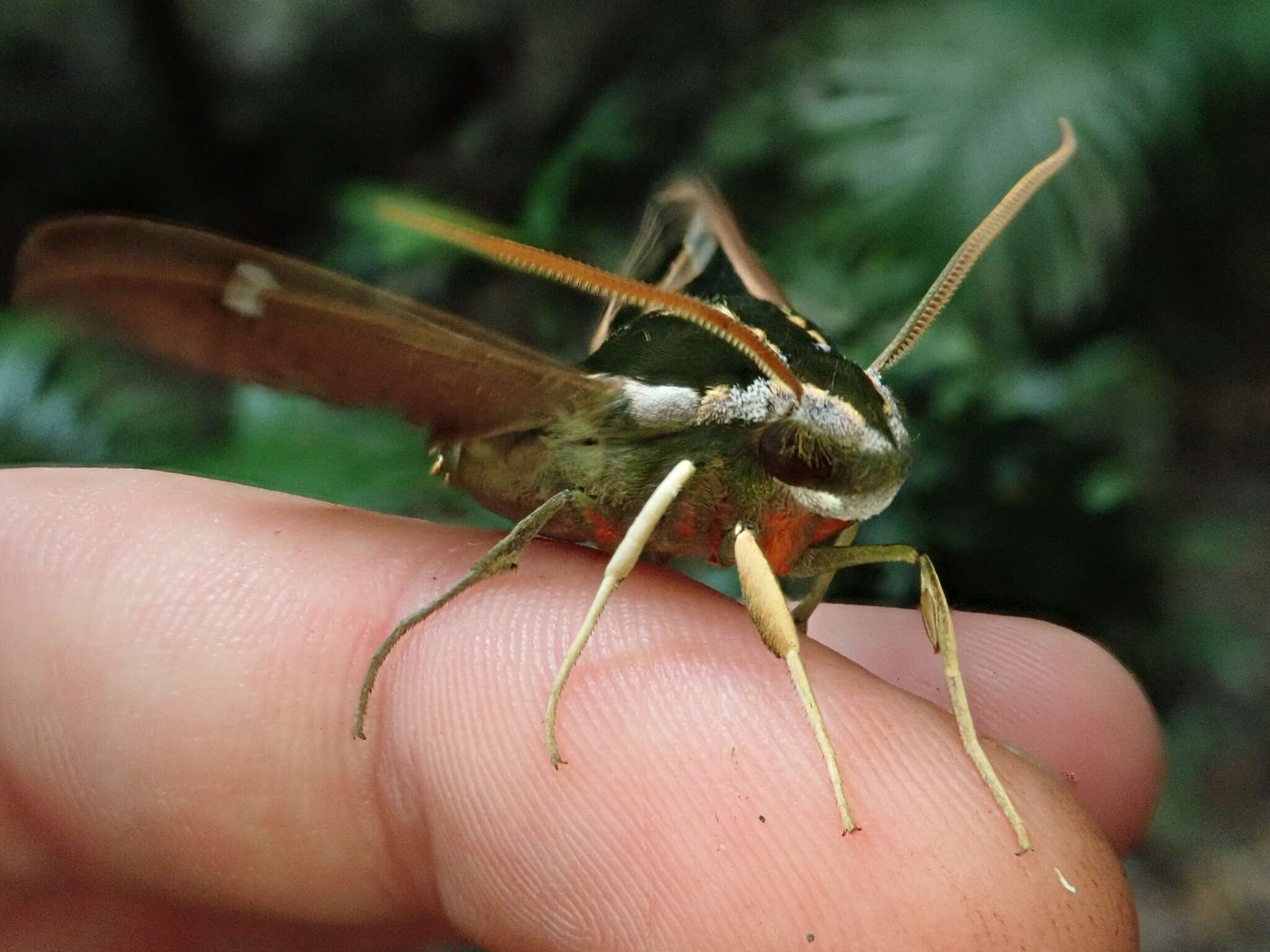 Image of Cizara ardeniae (Lewin 1805)