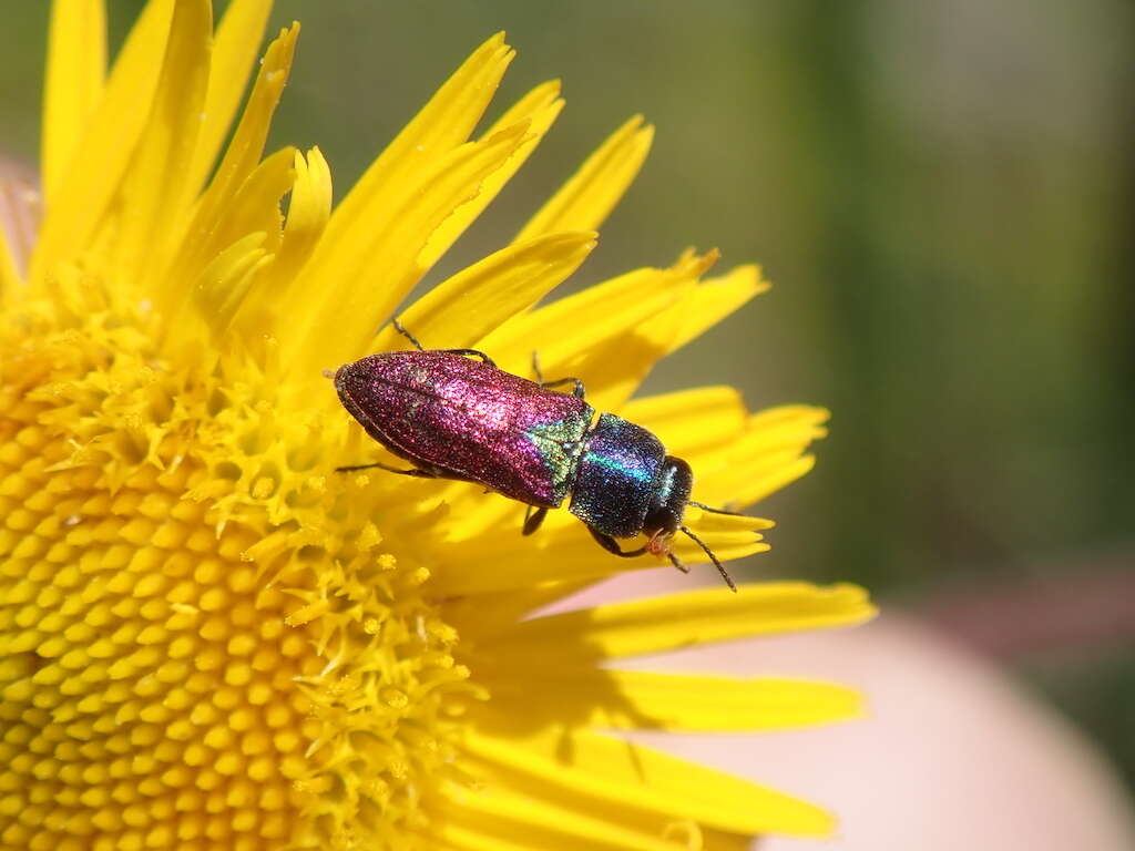 Image of Pasture Splendour Beetle