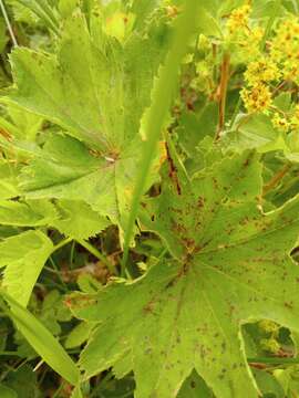 صورة Alchemilla trichocrater Juz.