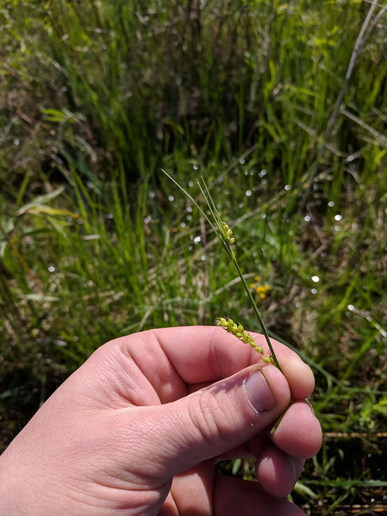 Image of rigid sedge