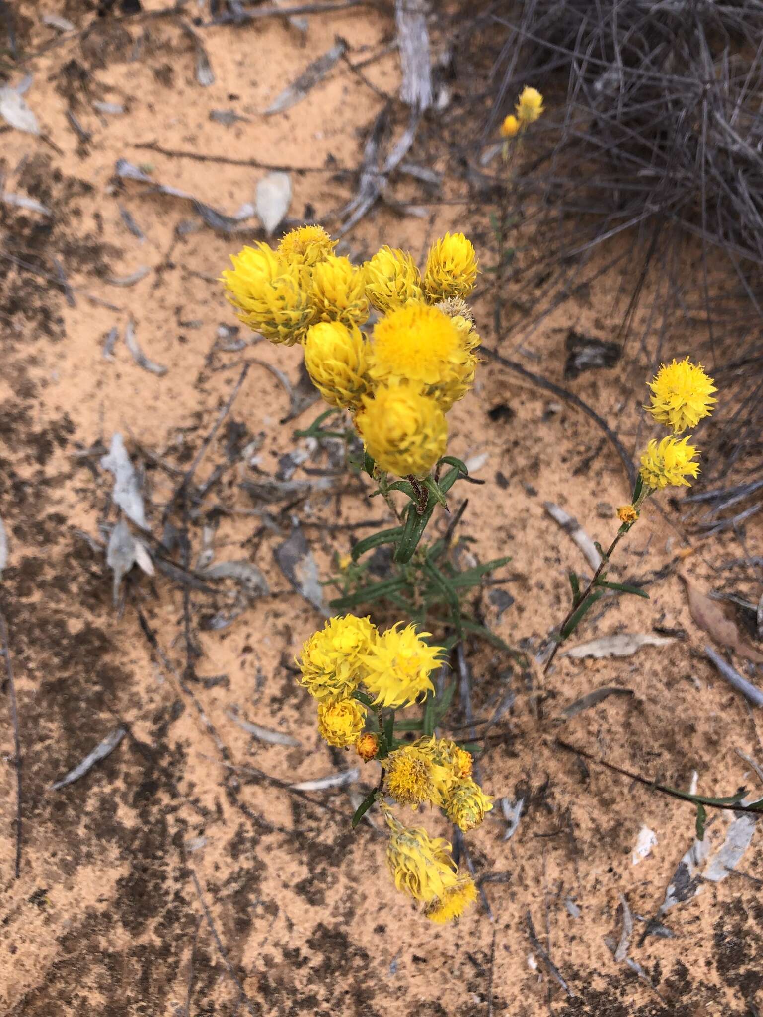 Image of <i>Waitzia <i>acuminata</i></i> var. acuminata