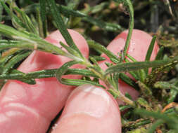 Image of Halimium umbellatum subsp. umbellatum