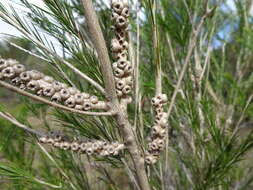 Image of Bracelet honey myrtle