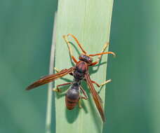 Image of Polistes erythrinus Holmgren 1868