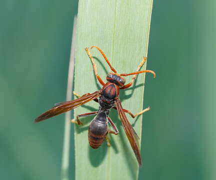 Image of Polistes erythrinus Holmgren 1868