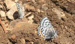 Euphilotes battoides (Behr 1867)的圖片