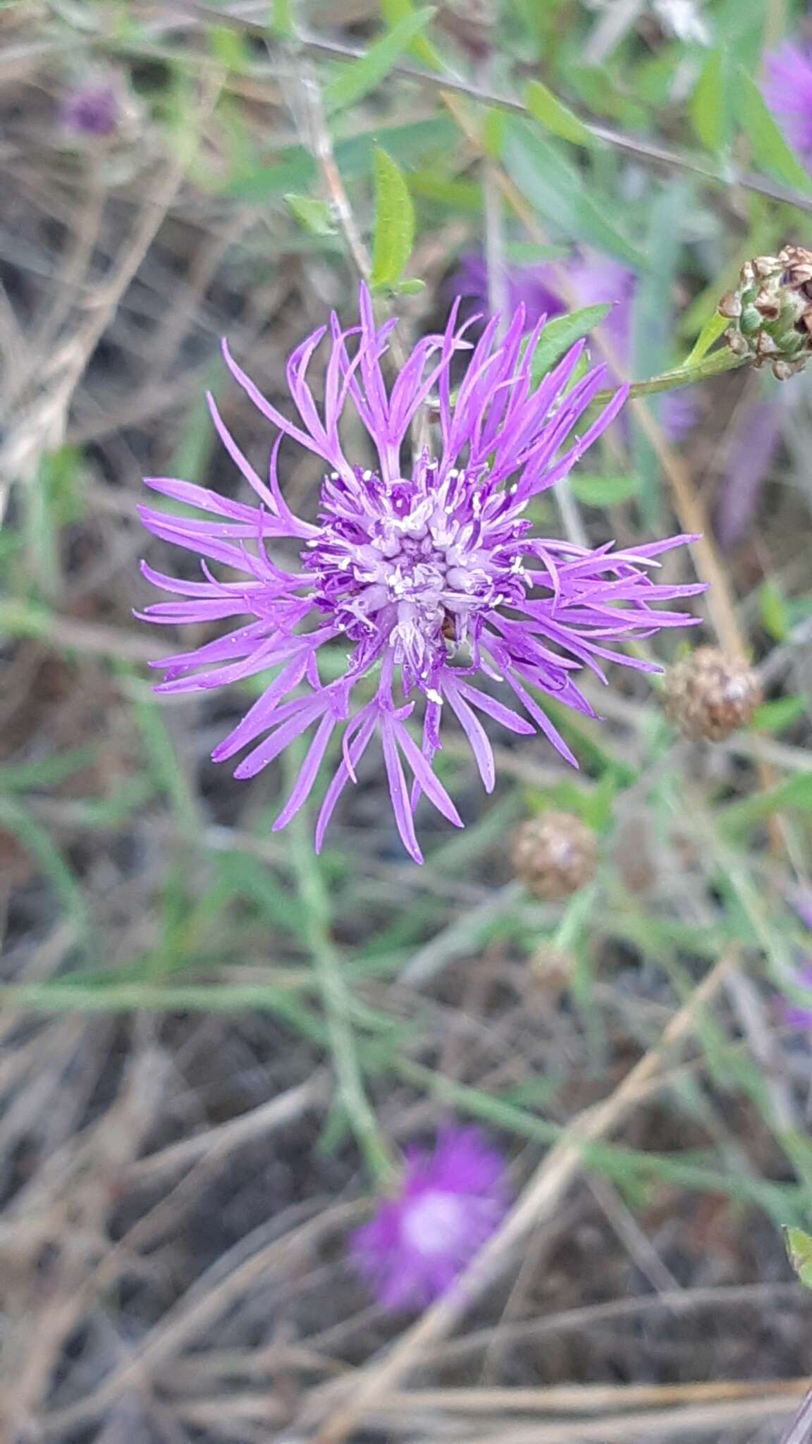 Image of Centaurea jacea subsp. timbalii (Martrin-Donos) Br.-Bl.