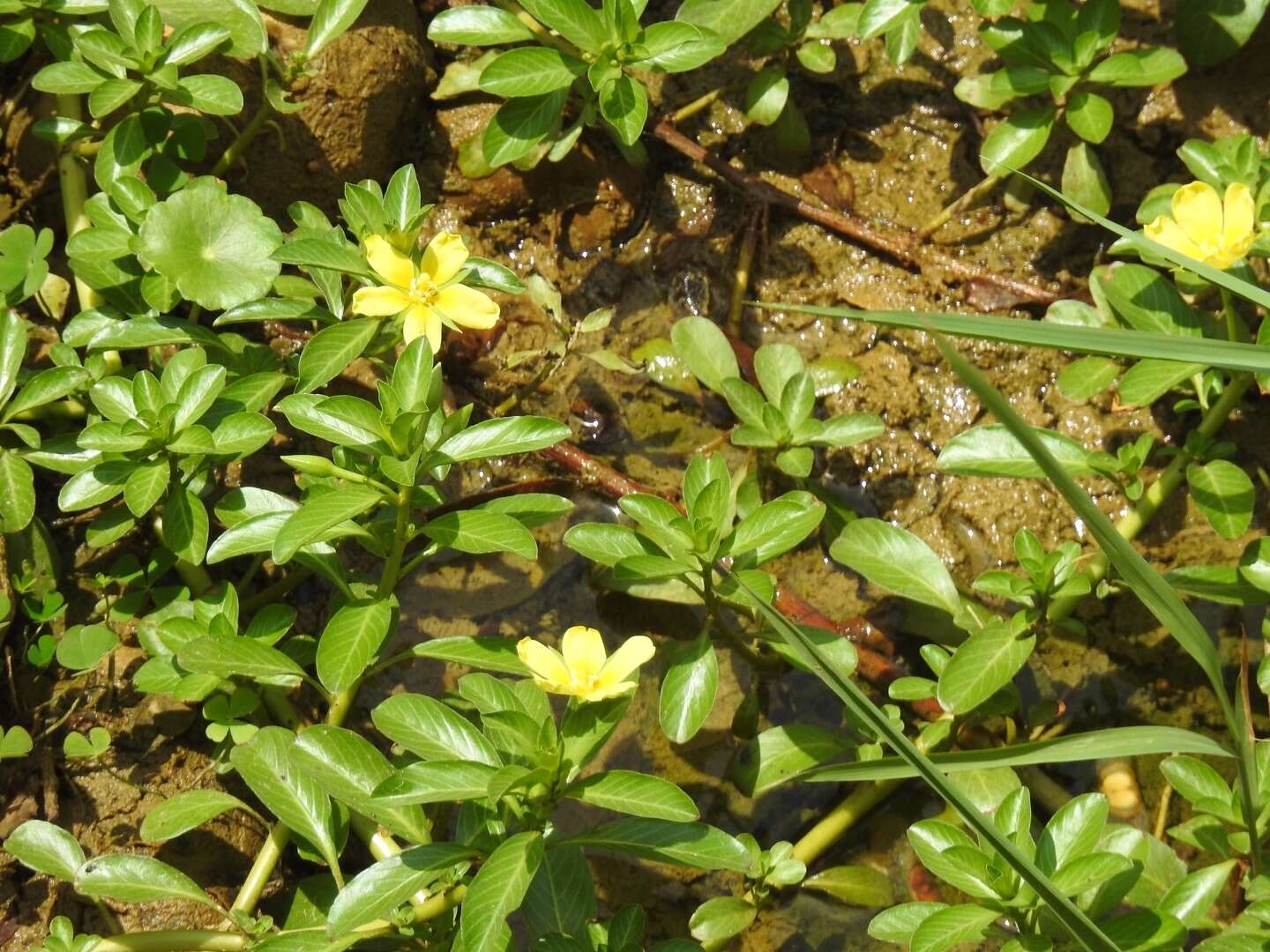 صورة Ludwigia taiwanensis C. I. Peng