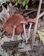 Image of Tubaria confragosa (Fr.) Harmaja 1978