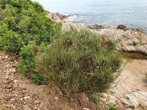 صورة Genista numidica Spach