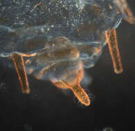 Image of Aphid