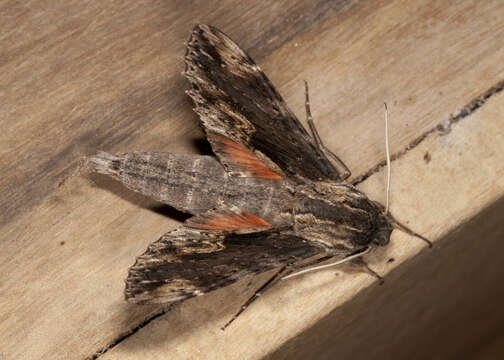 Image of Oleander sphinx moth