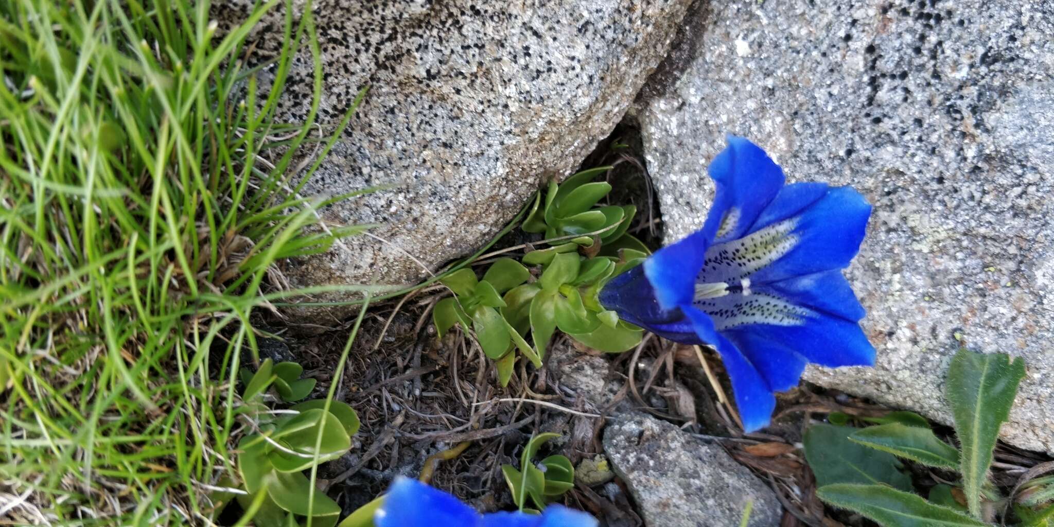 Image of Gentiana alpina Vill.