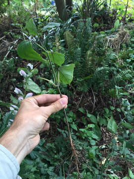 Imagem de Clerodendrum bungei Steud.