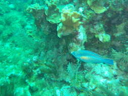 Image of Blue Chub