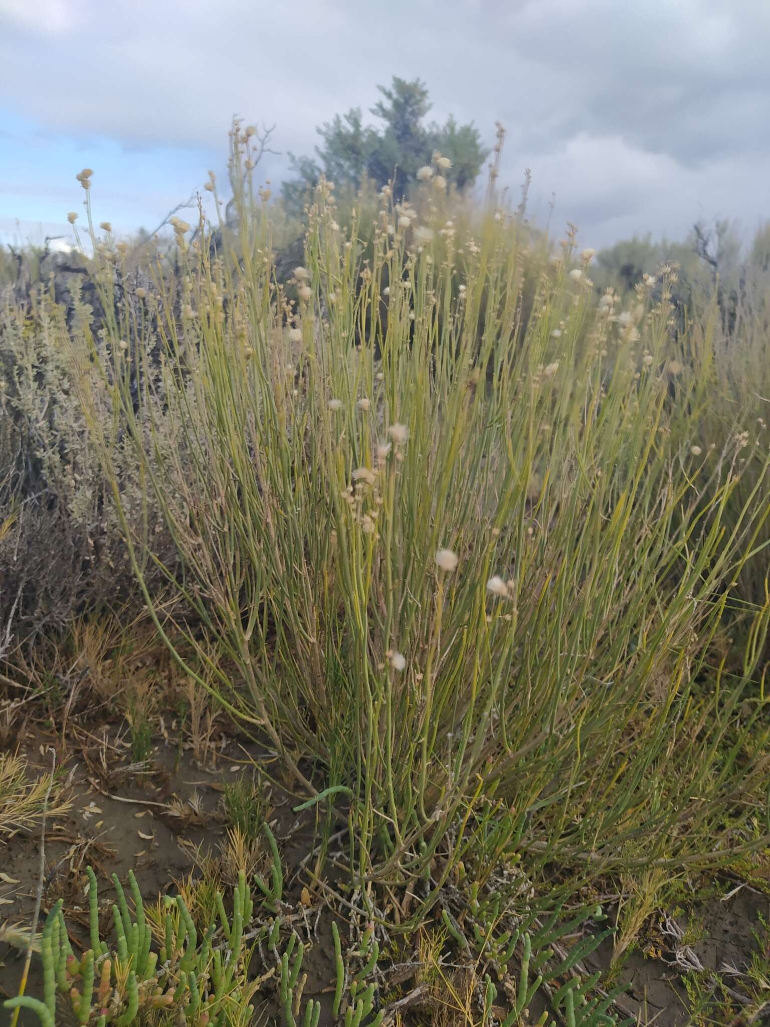 Imagem de Pseudobaccharis spartioides (Hook. & Arn.) Cabrera