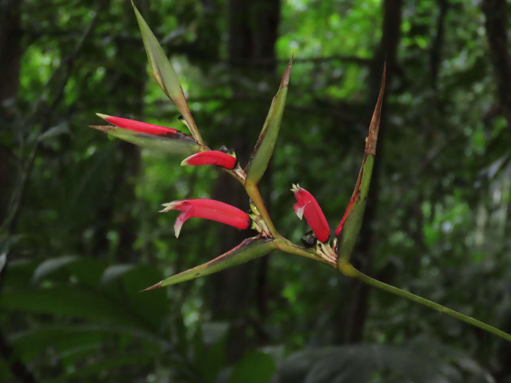 Image of Shining False-Bird-of-Paradise