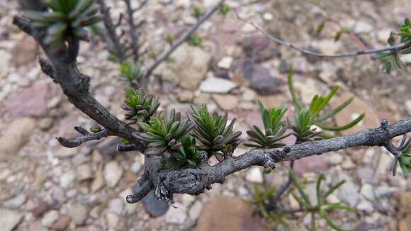 Image of Hermannia filifolia L. fil.