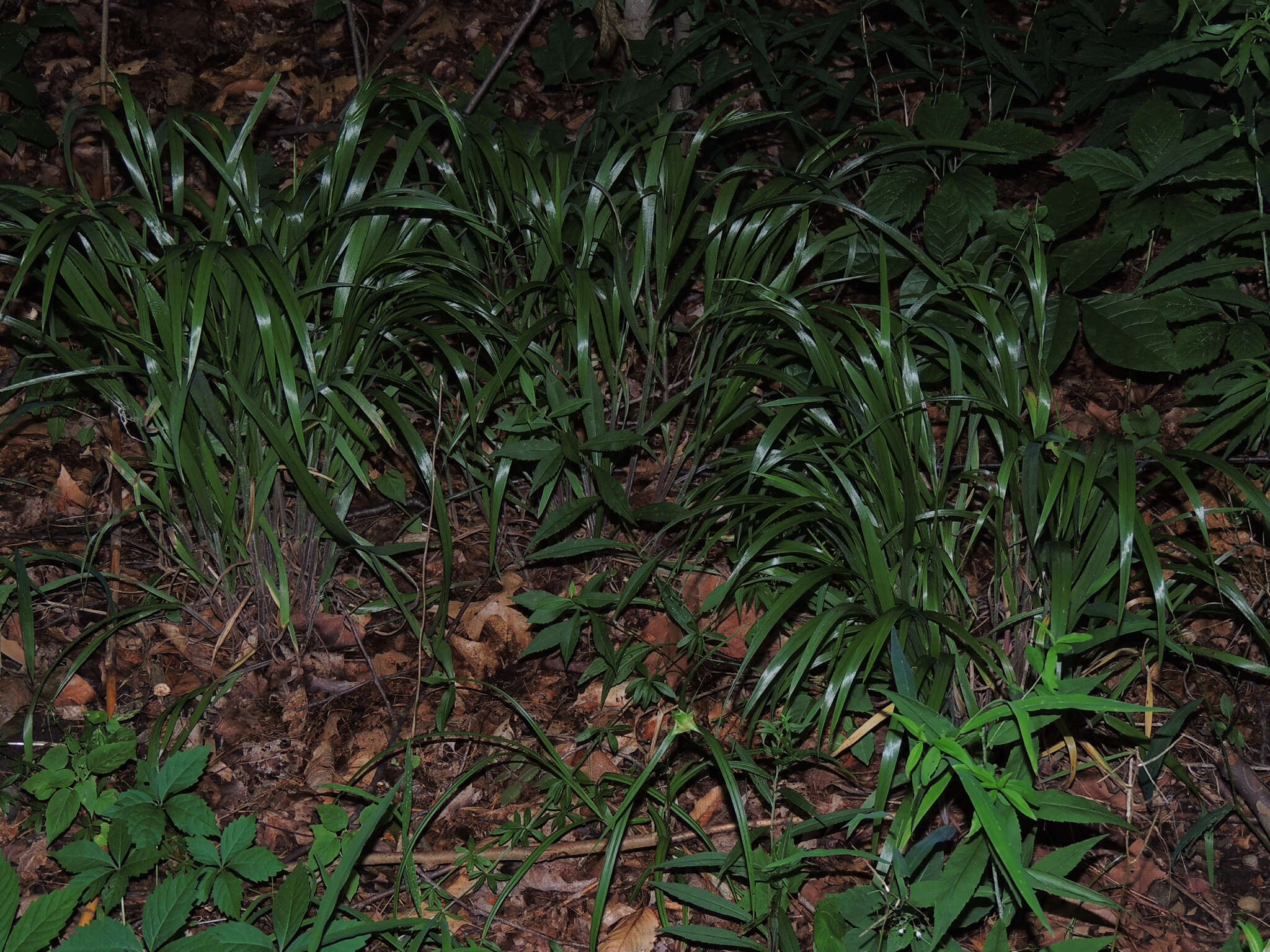 Image of Nottoway Valley brome