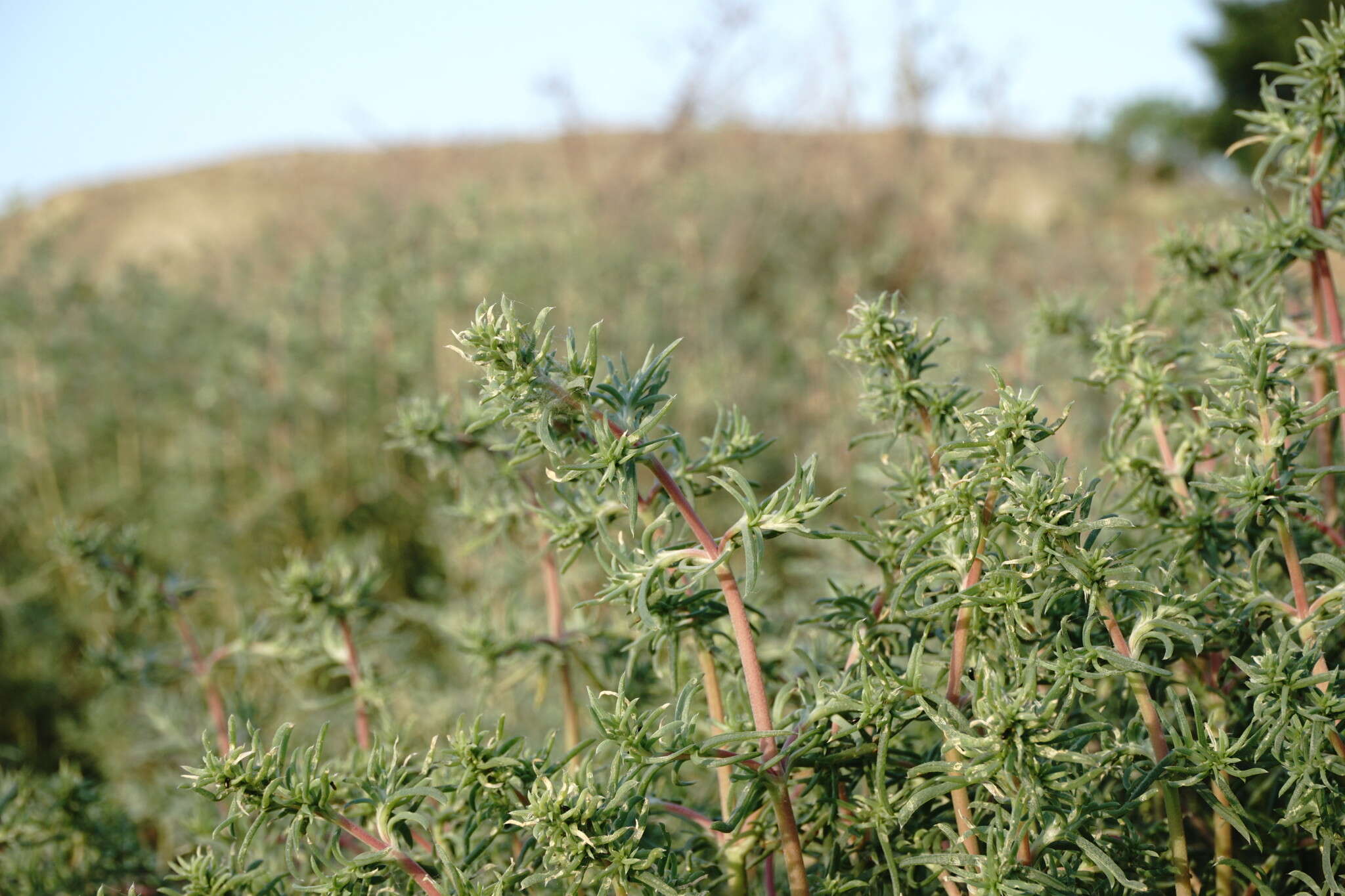 Image of Petrosimonia brachiata (Pall.) Bunge