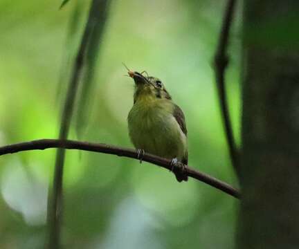 Platyrinchus coronatus Sclater & PL 1858的圖片