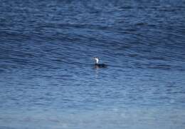 Image of Red-throated Diver