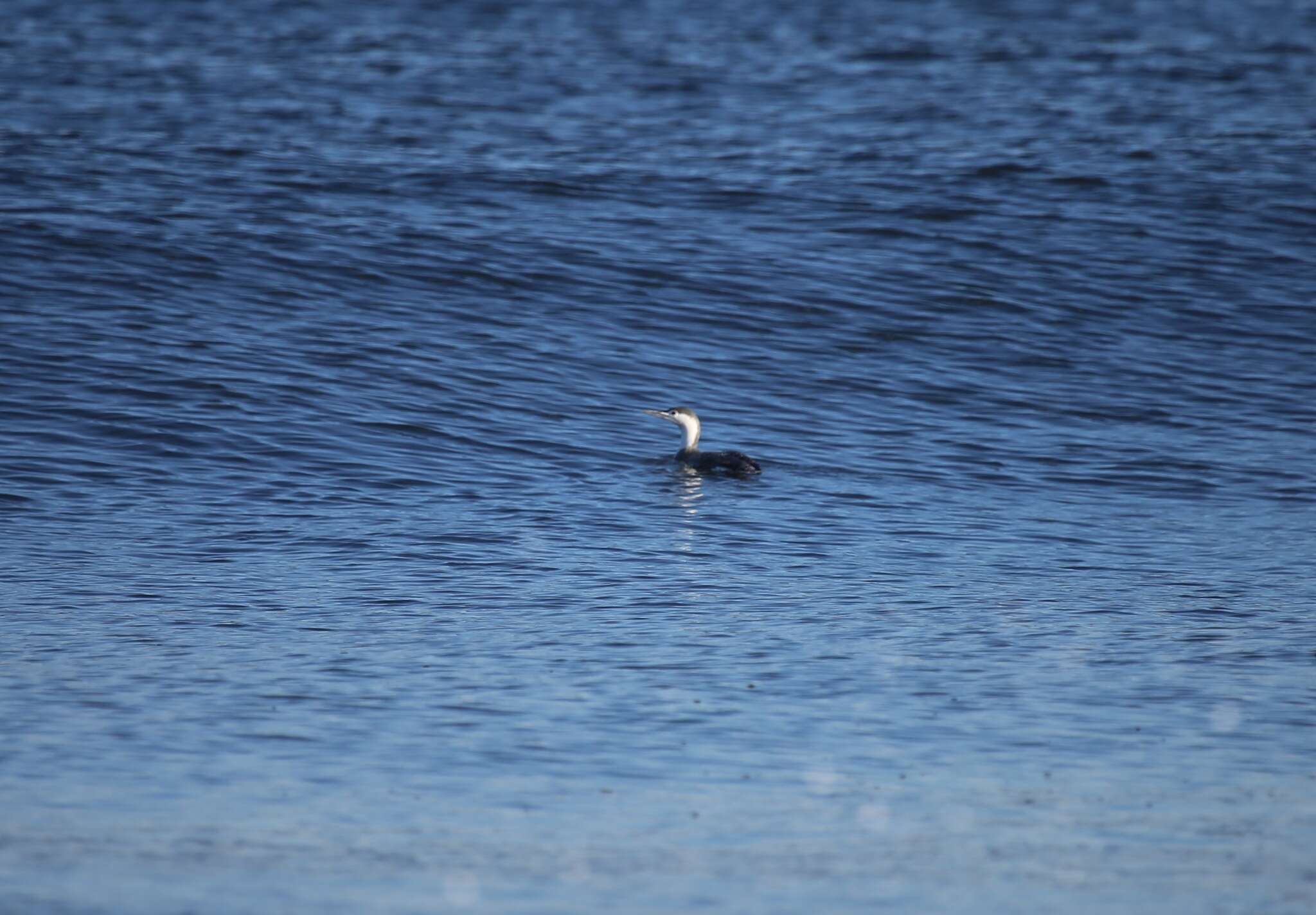 Image of Red-throated Diver