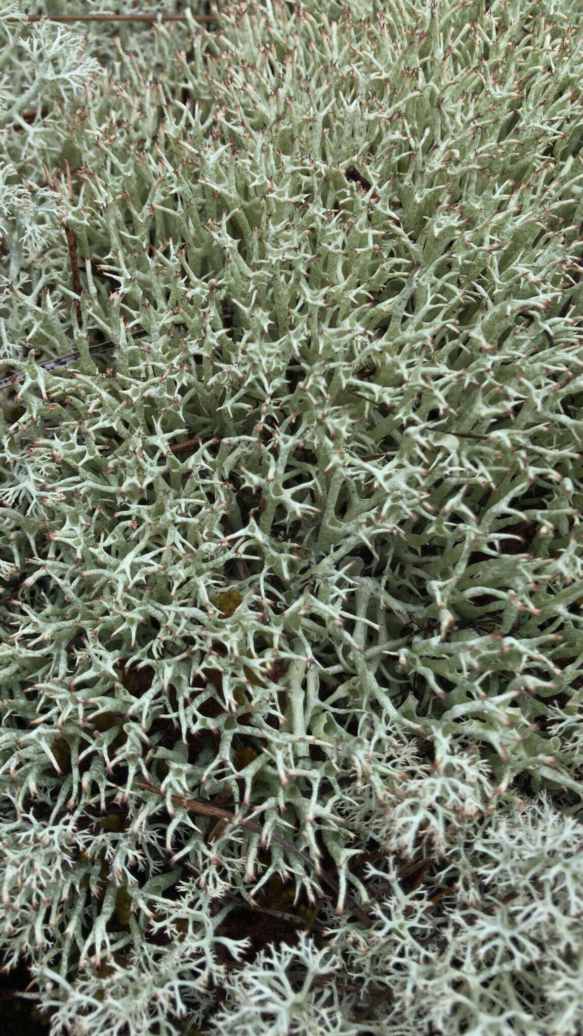 Image of Thorn cladonia