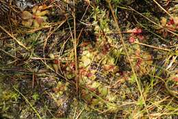 Imagem de Drosera hamiltonii C. R. P. Andrews