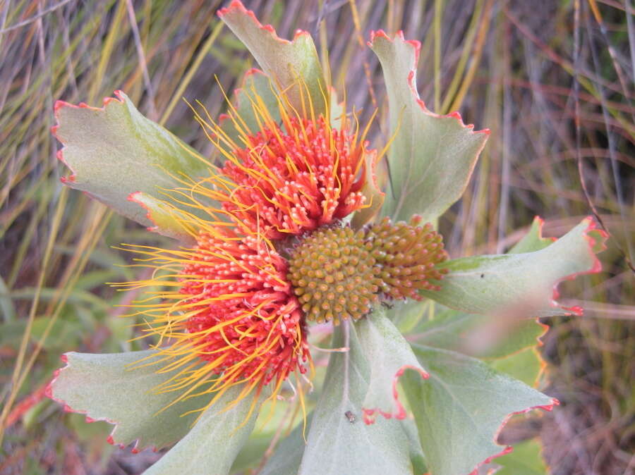 Image of Leucospermum mundii Meissn.