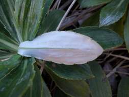 Image of Celmisia bonplandii (J. Buch.) Allan