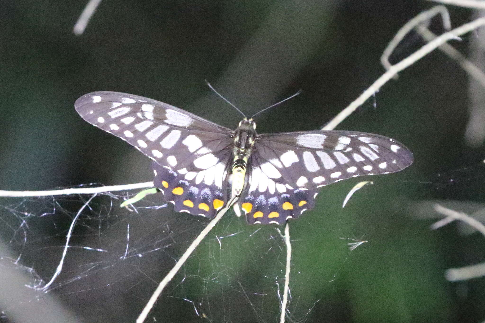 Sivun Papilio anactus Macleay 1826 kuva