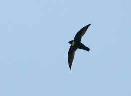 Image of Biscutate Swift