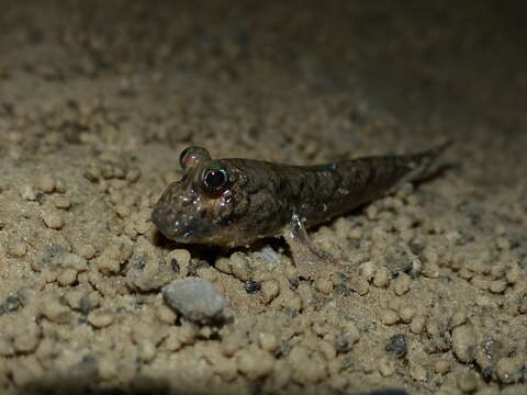 Image of Atlantic Mudskipper