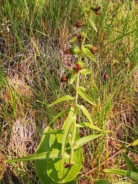 Image of Epipactis papillosa Franch. & Sav.