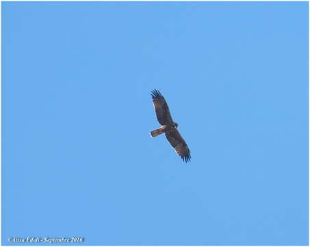 Image of Booted Eagle