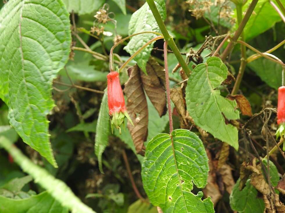 Imagem de Fuchsia splendens Zucc.