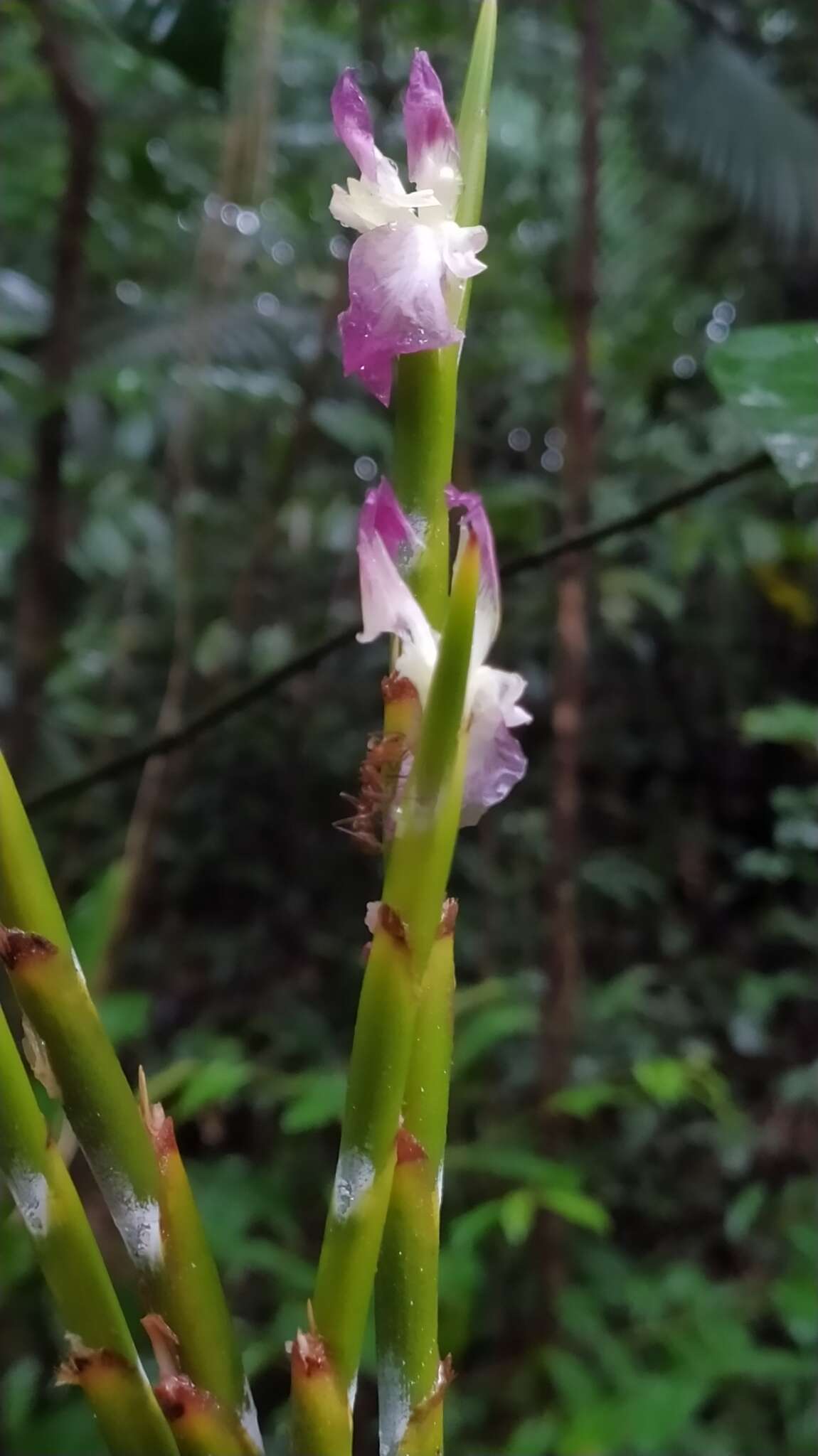 Image of Ischnosiphon petiolatus (Rudge) L. Andersson