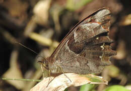 Lasiophila orbifera Butler 1868的圖片