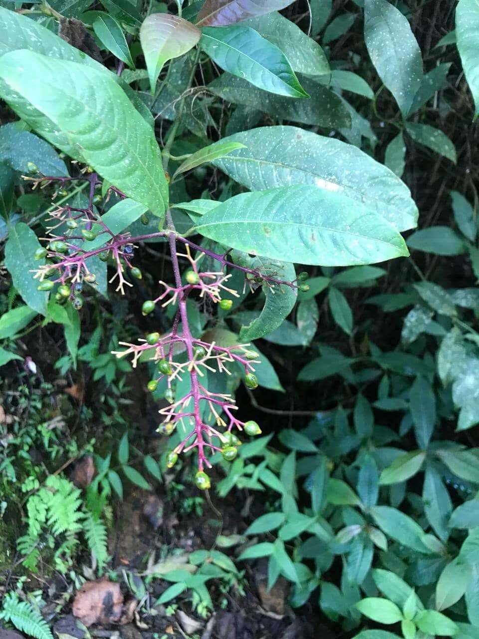 Image de Palicourea padifolia (Willd. ex Schult.) C. M. Taylor & Lorence