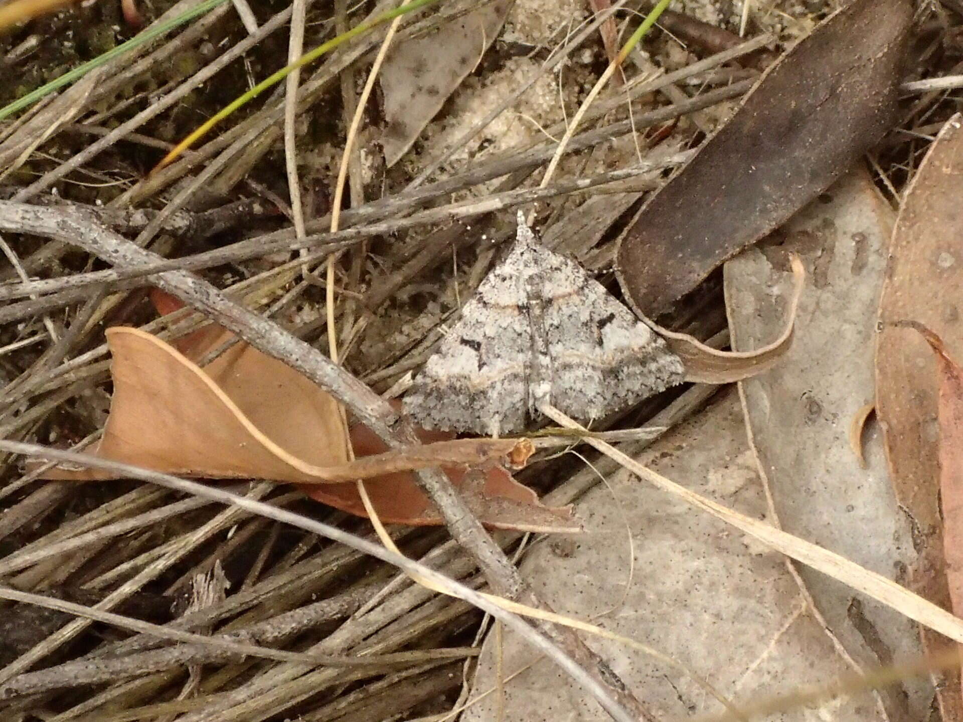 Image of Dichromodes longidens Prout 1910