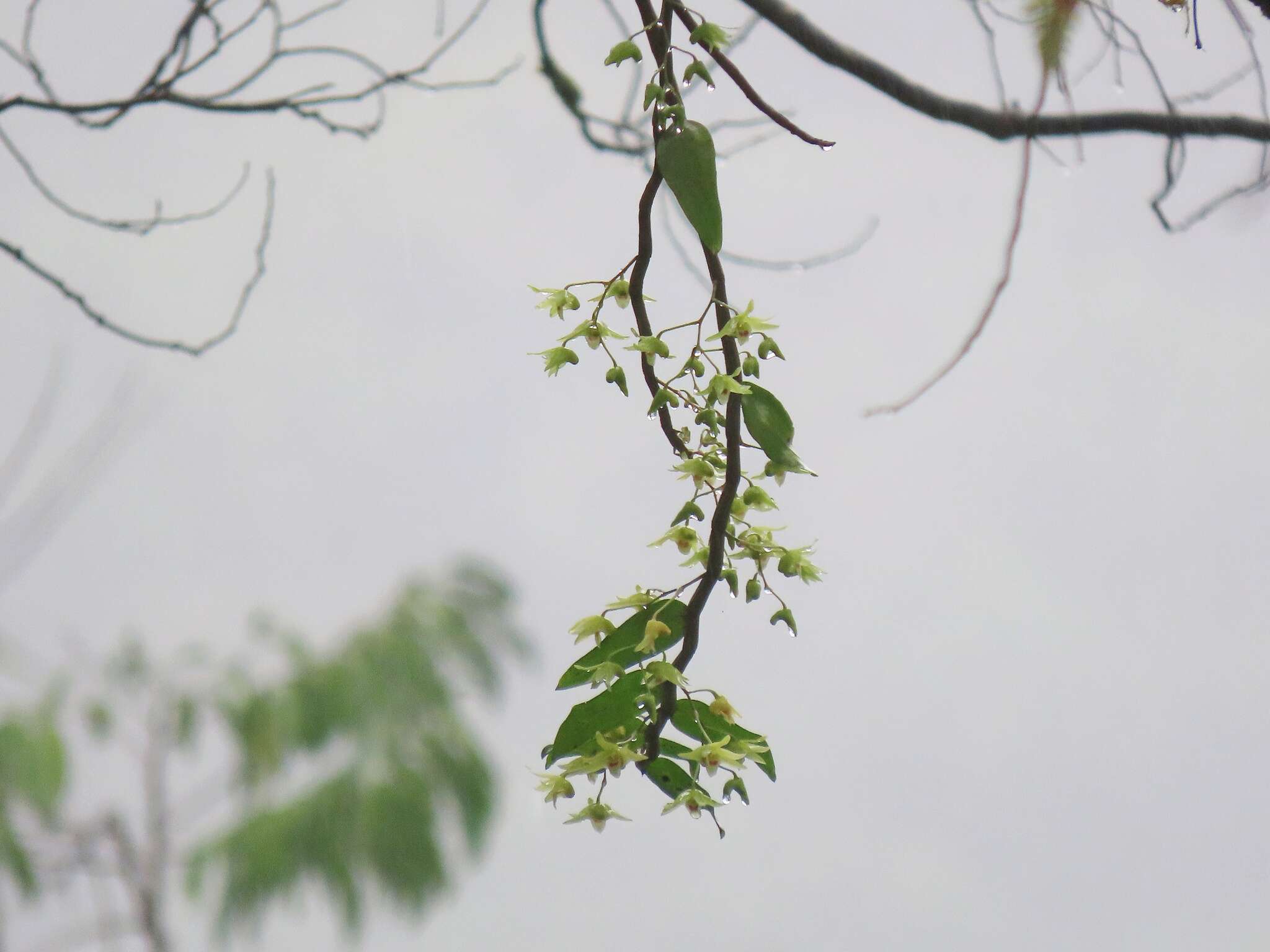 Imagem de Dendrobium catenatum Lindl.