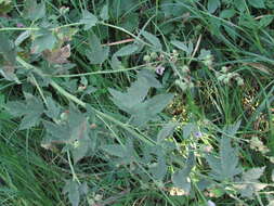 Image of Althaea × taurinensis