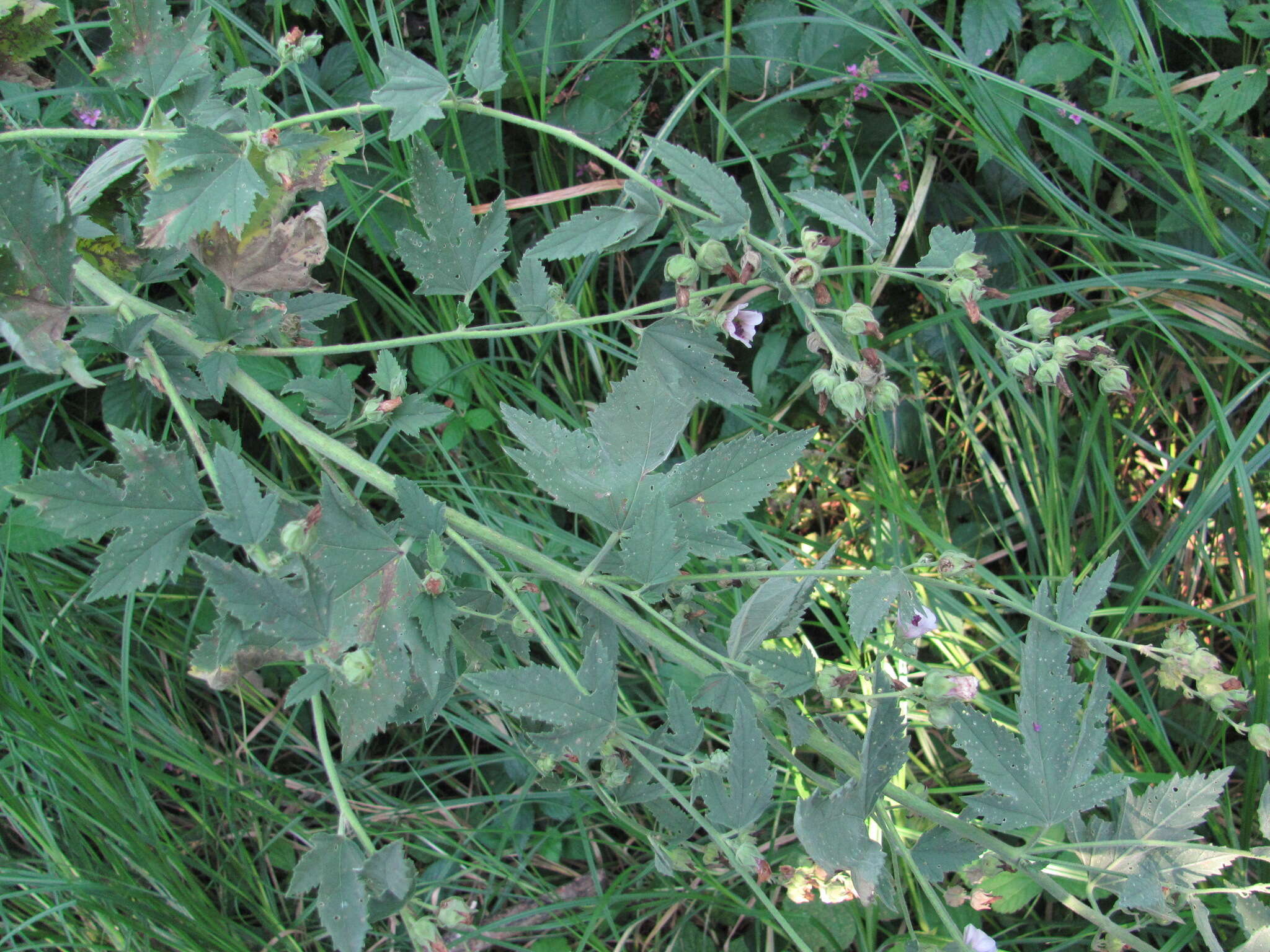 Image of Althaea × taurinensis