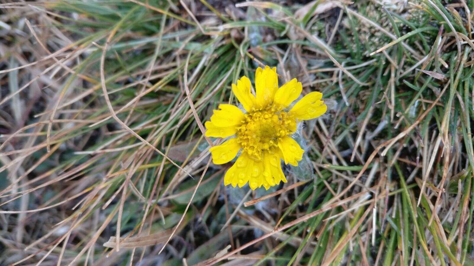 Image of caespitose four-nerve daisy