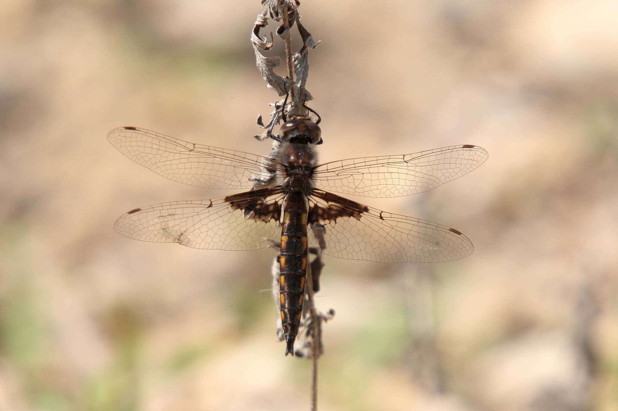 Image of Mantled Baskettail