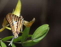 Слика од Graphium nomius (Esper 1798)