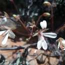 Image of Pelargonium torulosum E. M. Marais