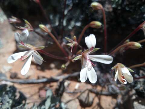 Image of Pelargonium torulosum E. M. Marais